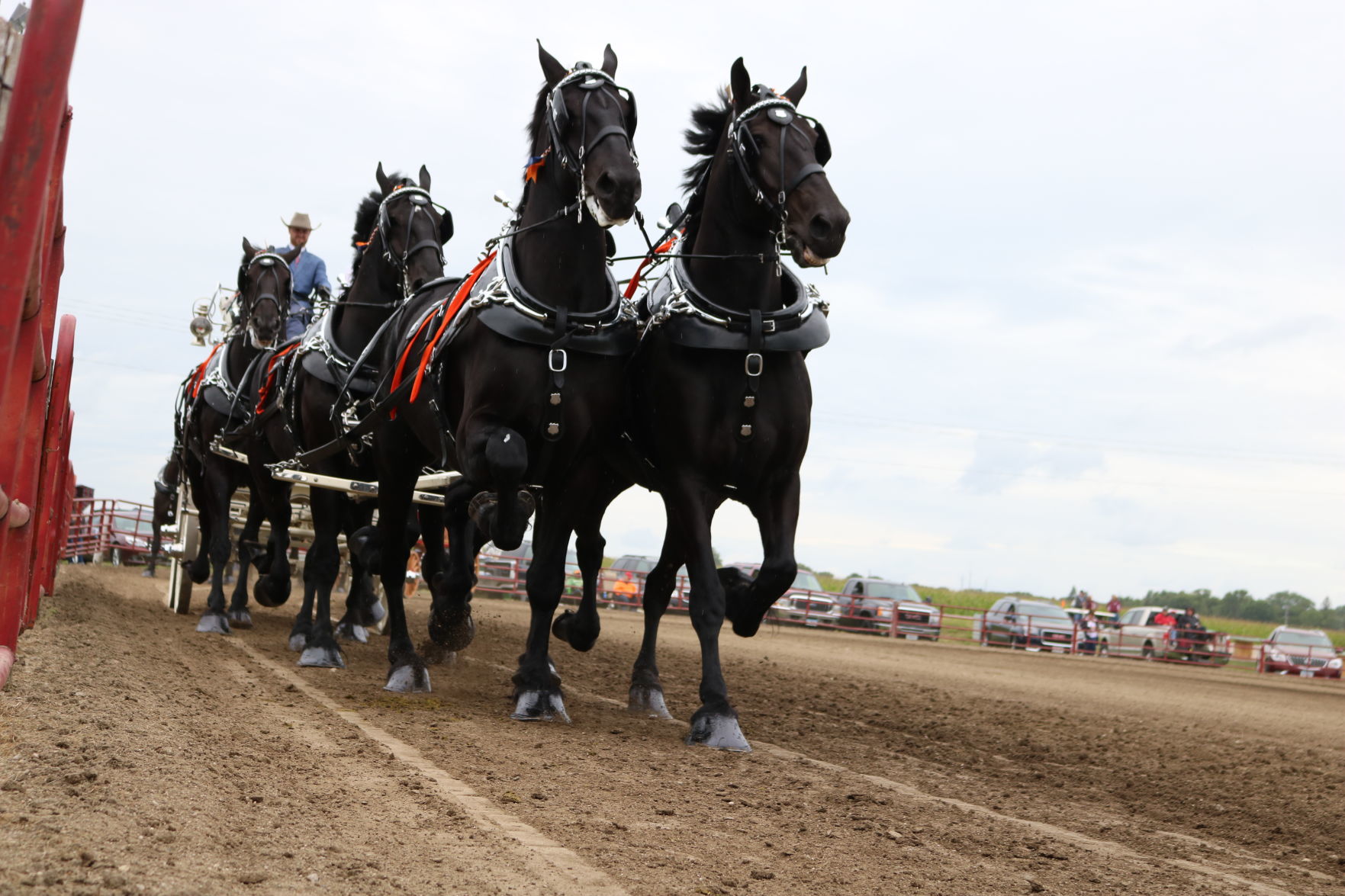 6-Horse Hitch 11
